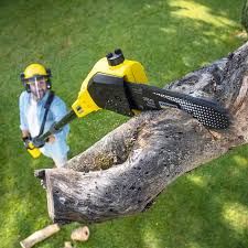 Best Landscape Design and Installation  in Trenton, FL