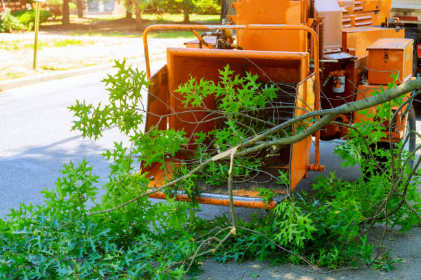 Reliable Trenton, FL Tree Services Solutions